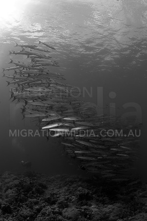 Barracuda B&W