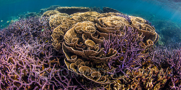 Purple Staghorn with Cabbage Coral