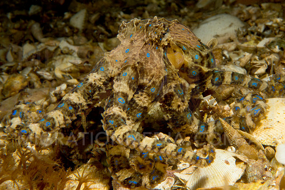 Blue-Ringed Octopus Close-Up