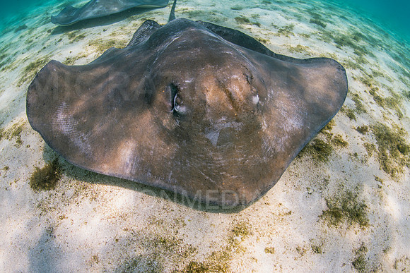 Smooth Stingrays