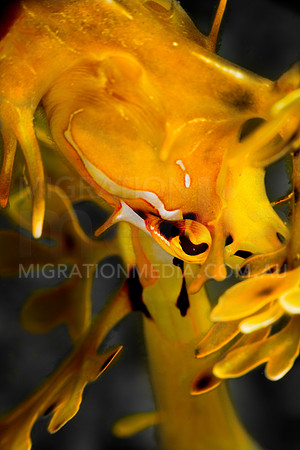 Leafy Dragon Pop