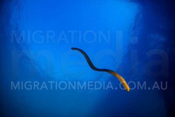 Olive Sea Snake Swimming Up