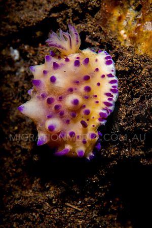 Mexichromis Nudibranch (6)