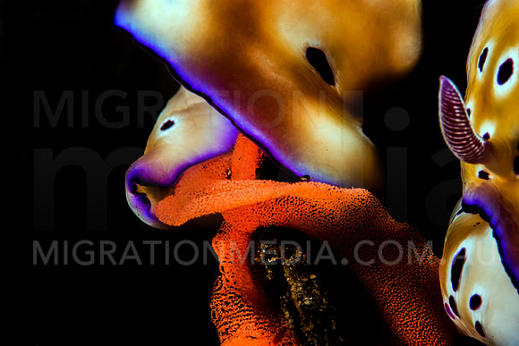 Chromodoris Nudibranchs Laying Eggs (7)