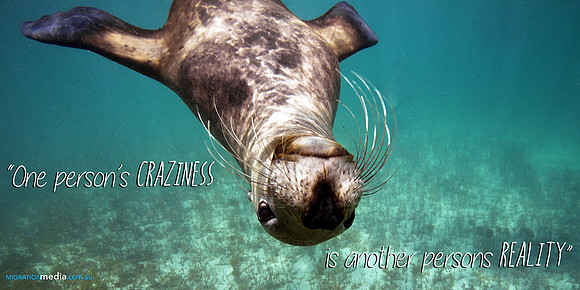Australia Sea Lion Playing Upside-Down