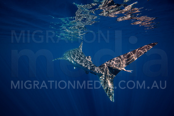 Behind Whaleshark