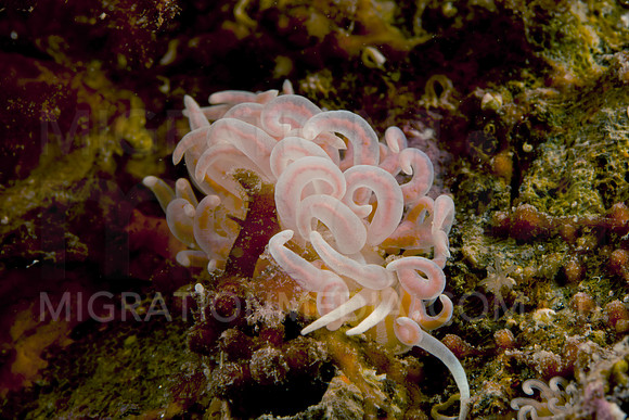 Bubble Nudi