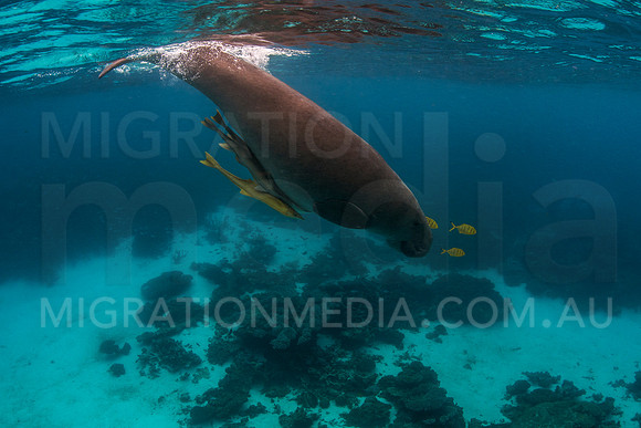 Dugong After Breath