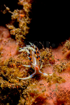 Cuthona Nudibranch (3)