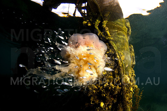 Jellyfish & Pier