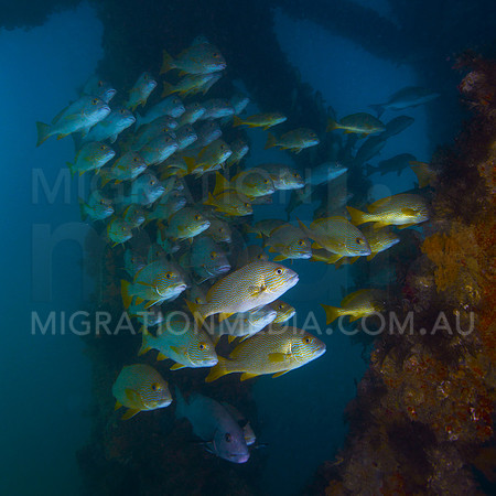 Sweetlips and Pillon
