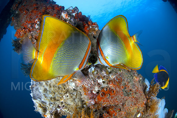 Butterflyfish Duo