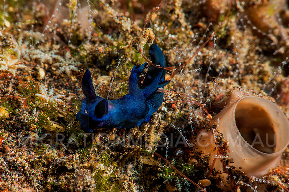 Velvet Black Blue Nudibranch