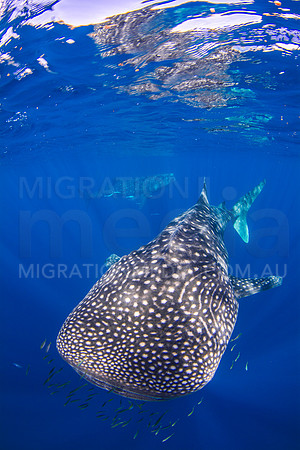 Double Whalesharks Portrait