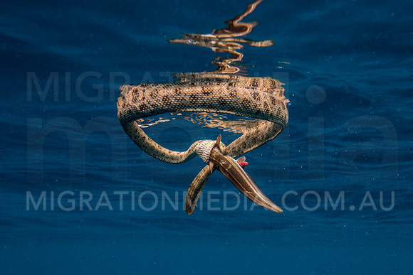 Sea Snake Feeding on Catfish