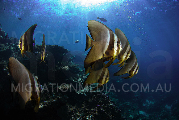 BatFish