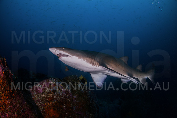 Grey Nurse Shark Portrait