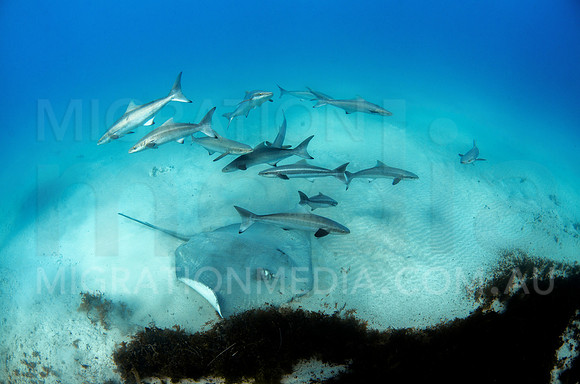 Stingray Foraging in Sand with Cobias
