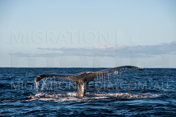 Humpback Whale Fluke Out of Water