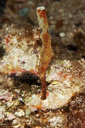 Robust Ghostpipefish
