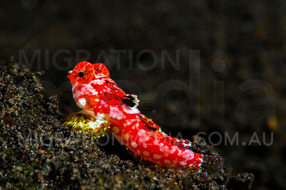 Bright Red Dragonet