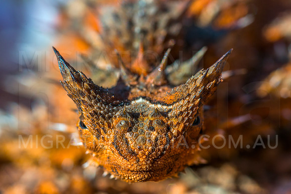 Thorny Devil