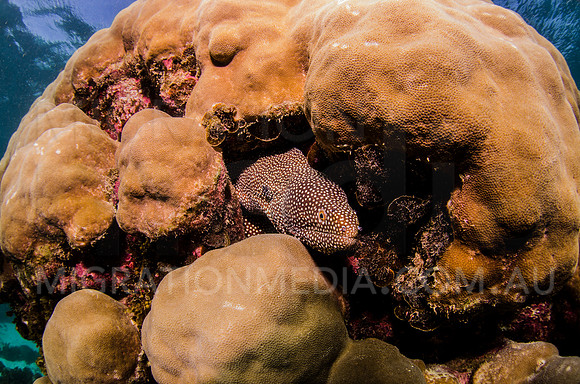 White Mouth Moray Eel