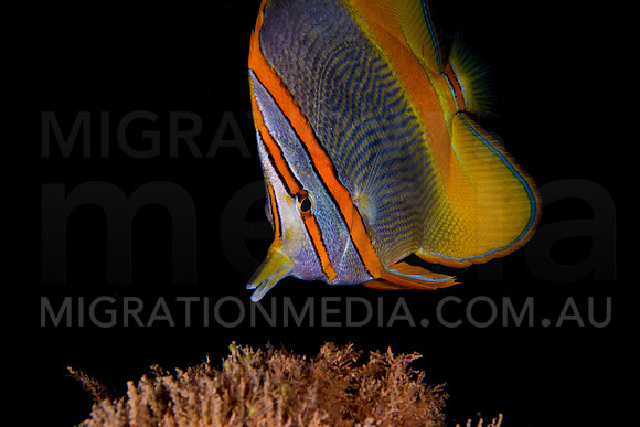 Endemic Butterflyfish Snout