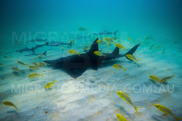 Whitespot Guitar Shark with Trevally Squadron