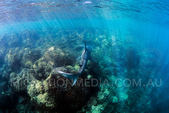 Great Hammerhead Searching Reef  from Behind