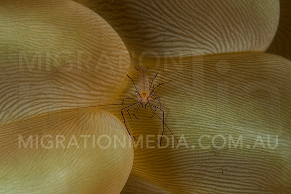 Bubble Coral Shrimp
