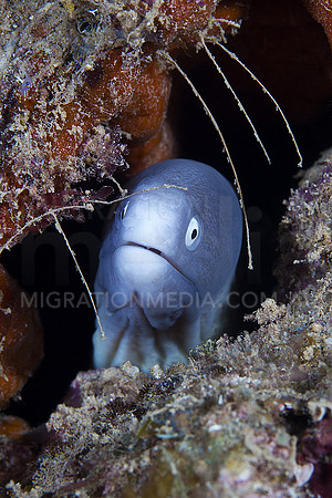 White Eyed Moray