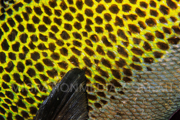 Many Spotted Sweetlips Spots