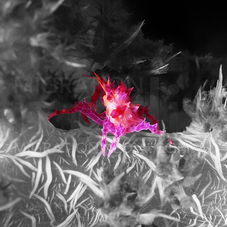 Decorator Crab Pop