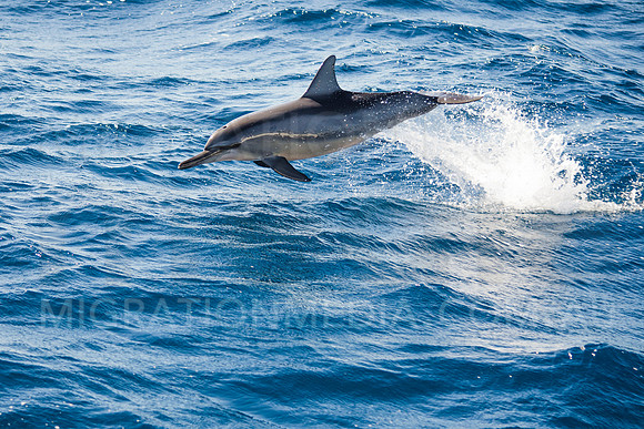 Spinner Dolphin Jumping