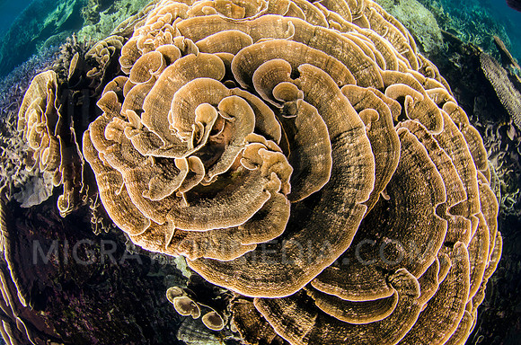 Cabbage Coral Spiral
