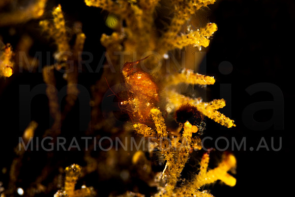Hairy Shrimp (1)
