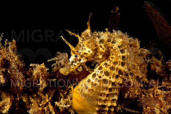 Potbelly Seahorse
