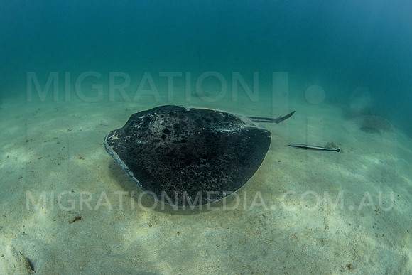 Marbled Stingray