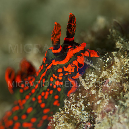 Bright Nembrotha Nudi Anthena