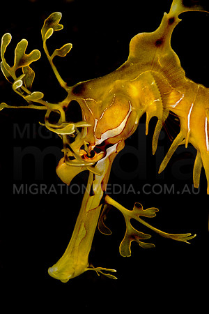 Leafy Sea Dragon Side Face