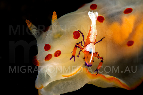 Emperor Shrimp on Nudibranch