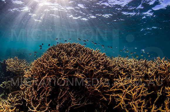 Coral Reef Scene with Sunrays
