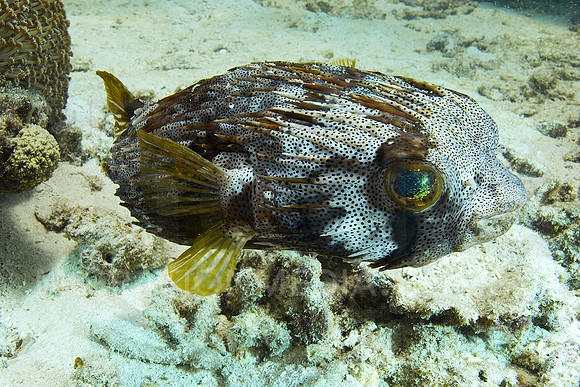 Pocupinefish