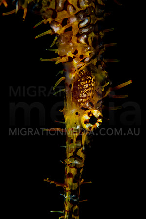 Yellow  Ornate Ghost Pipefish Eye