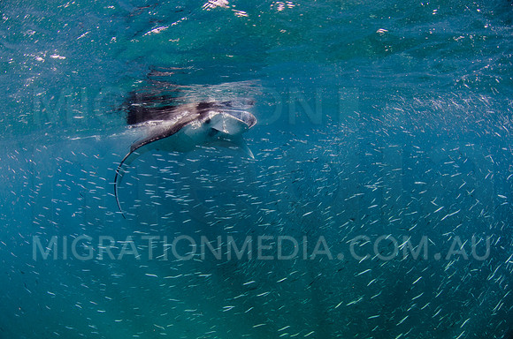 Manta Feeding on Baitball