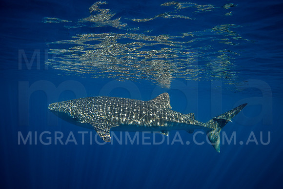 Stunning Whaleshark