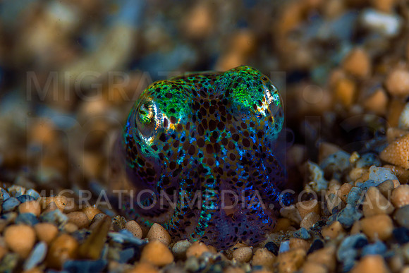 Bobtial Squid Colours