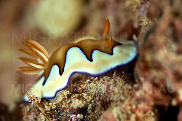 Chromodoris Coi Nudibranch