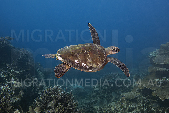 Green Turtle Flying
